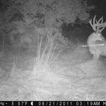 Knox Whitetail 1