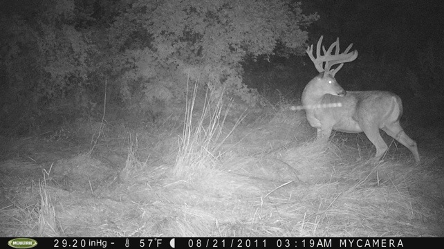 Boone and Crocket Deer on the 210 Acres for Sale in Knox County