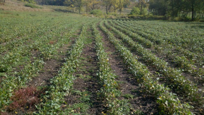 July Planted Soybean Food Plot in Central Illinois