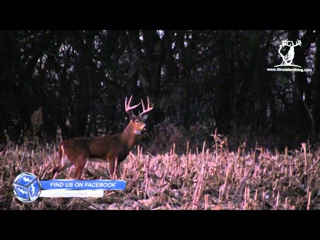 Video: Nice Young 8 Pointer at Grand Valley – 400 Acres Trophy Hunting Land for Sale in Knox County Illinois