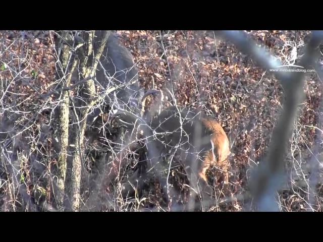 Cool Buck Fight on Video