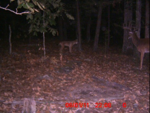 WARNING: GRAPHIC! Coyotes kill mature buck – captured on trail cam.