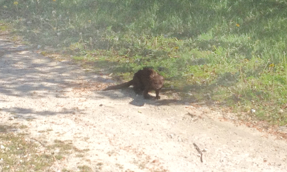Mink Pictures from Peoria County Farm for Sale!
