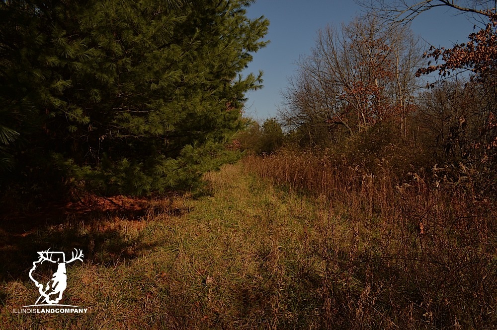 New Listing – 20 Acres in Knox County with Cabin!