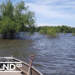 double cluck, etc 024