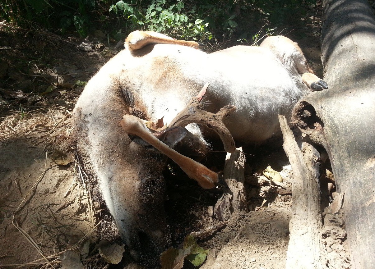 EHD Back in Central Illinois?