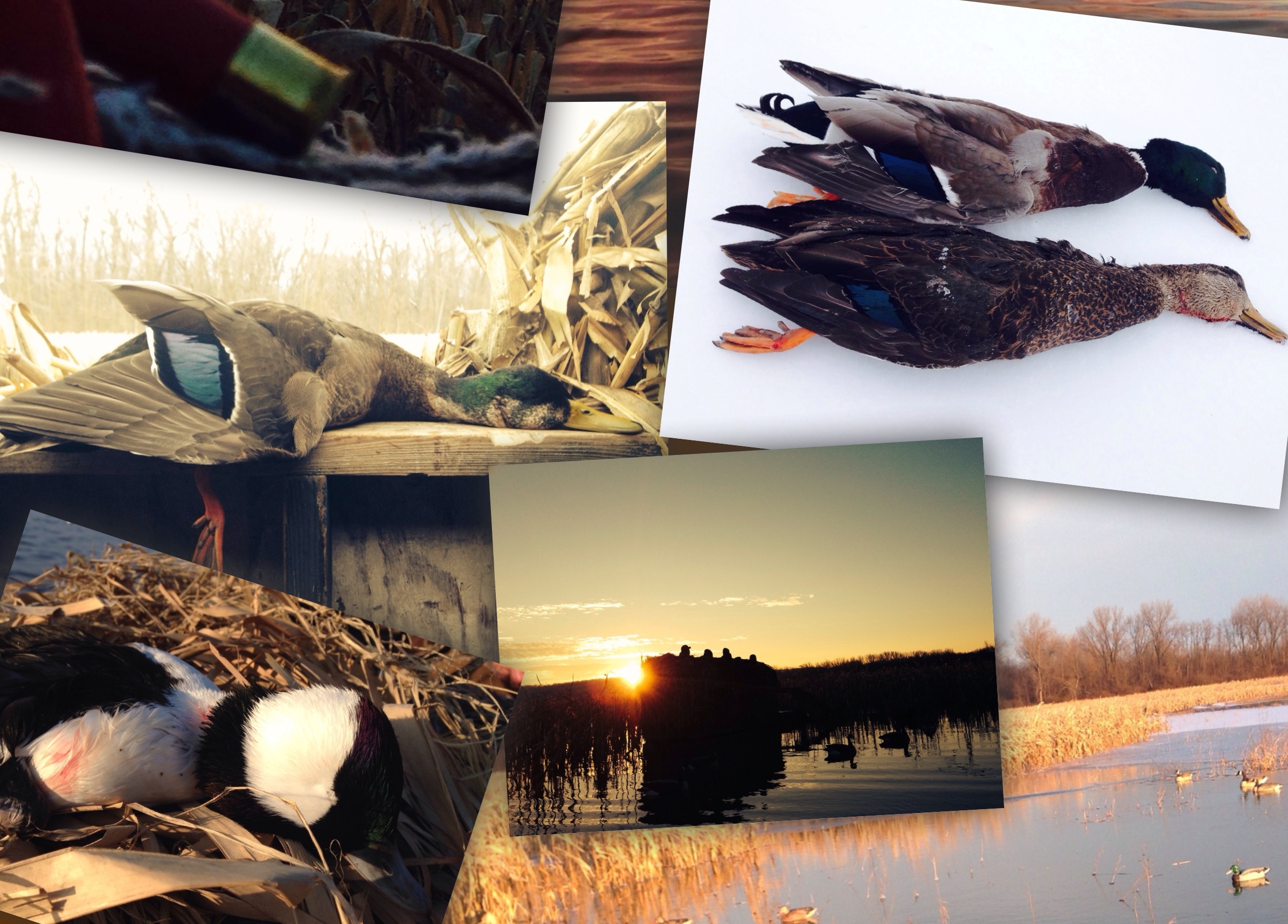 2013 Illinois duck season