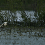 Land for Sale LandCo Farmland for Sale 2017-05-27 at 4.32.39 PM