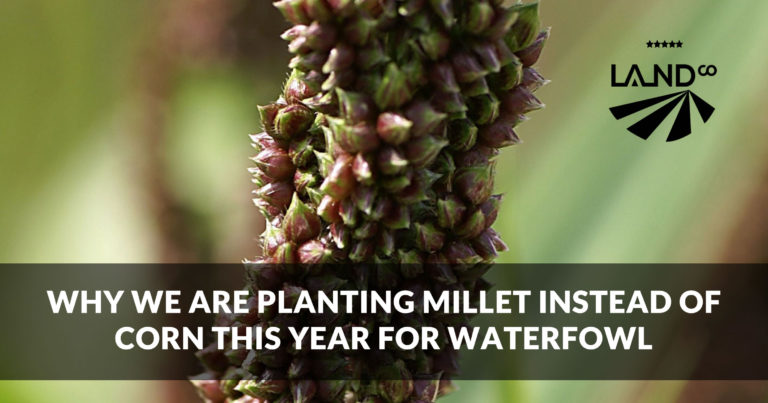 Why we are planting millet in our wetlands instead of corn