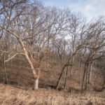 Illinois Land for Sale-33