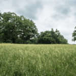 Land for Sale LandCo Farmland for Sale 2018-06-11 at 11.53.10 AM