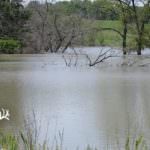 illinois-land-for-sale-100-acres-in-knox-county_8561195487_o1-921×517