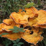 donnie-danner-piece-043-921×517