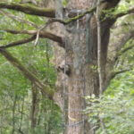 donnie-danner-piece-011-921×517