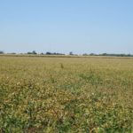 john-oreilly2014-09-19_12-50-56illinois-land-for-sale-fulton-county-hunting-farm-land-921×517