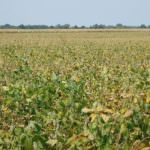 john-oreilly2014-09-19_12-49-34illinois-land-for-sale-fulton-county-hunting-farm-land-921×517