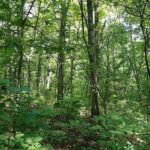 john-oreilly2014-09-19_13-17-26illinois-land-for-sale-fulton-county-hunting-farm-land-921×517