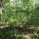 john-oreilly2014-09-19_13-17-07illinois-land-for-sale-fulton-county-hunting-farm-land-921×517