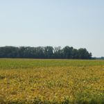 john-oreilly2014-09-19_13-07-50illinois-land-for-sale-fulton-county-hunting-farm-land-921×517