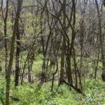 john-oreilly-landco2015-04-27_11-00-22illinois-land-for-sale-farmland-for-sale-921×517