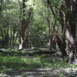 landco83landforsale-921×517