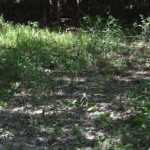 landco81landforsale-921×517