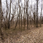 Land for Sale LandCo Peoria County 80 Acres-12