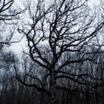 Land for Sale LandCo Peoria County 80 Acres-8