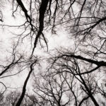 Land for Sale LandCo Peoria County 80 Acres-6