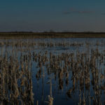 Flooded Corn Background