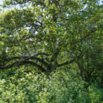 landco 17 acres for sale in knox county illinois-15