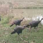 Land for Sale LandCo Farmland for Sale 2017-10-16 at 9.08.46 AM