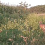 Land for Sale LandCo Farmland for Sale 2017-10-16 at 9.09.28 AM