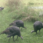 Land for Sale LandCo Farmland for Sale 2017-10-16 at 9.10.02 AM