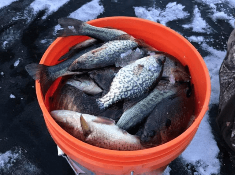 How to Build a Great Fishery | Part 3 – Removing Fish