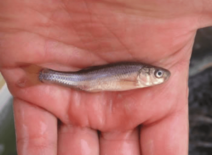 How to Build a Great Fishery | Part 4 – Lake Stocking