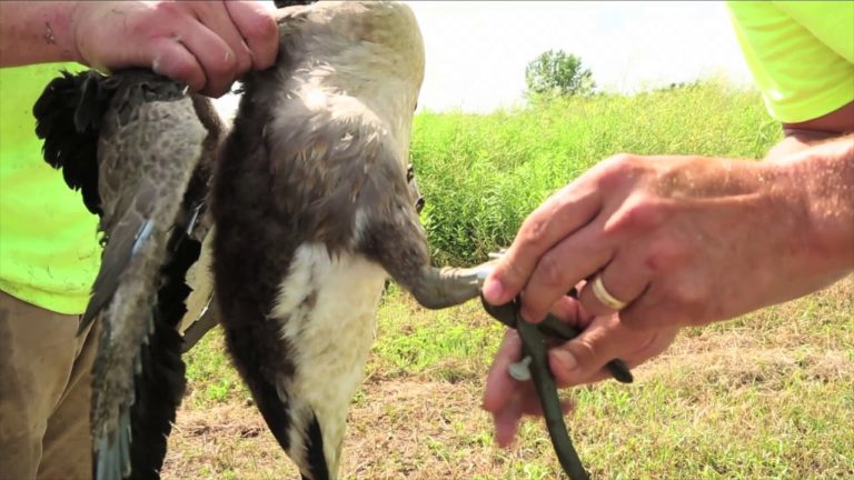 LandCo Vlog S2E9 | Banding Geese