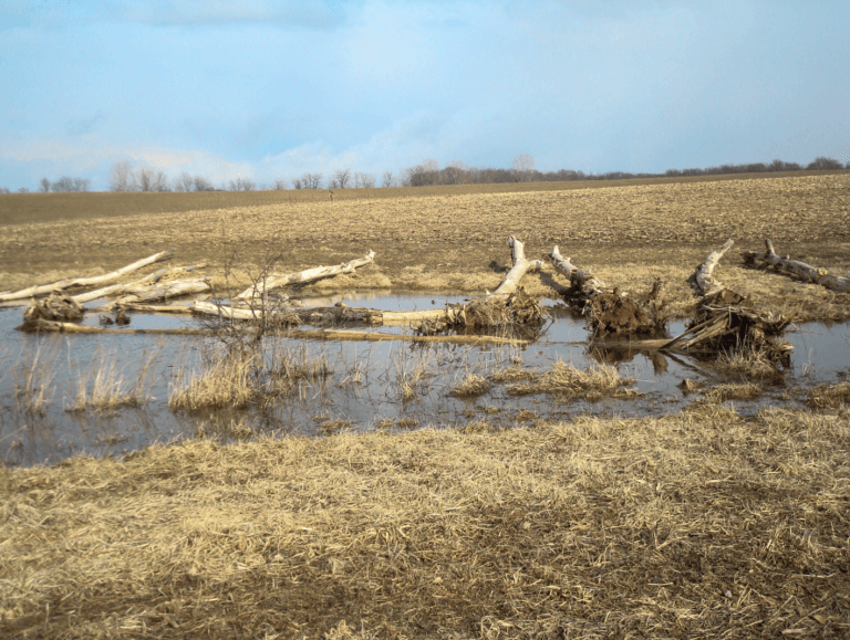 Top Ten Ways to Increase the Value and Enjoyment of Your Farm | Part 5 – Forage Ponds