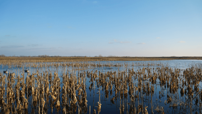 Top Ten Ways to Increase the Value and Enjoyment of Your Farm | Part 3 – Wetlands