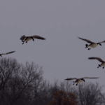 Land for Sale LandCo Farmland for Sale 2019-02-08 at 9.09.38 AM