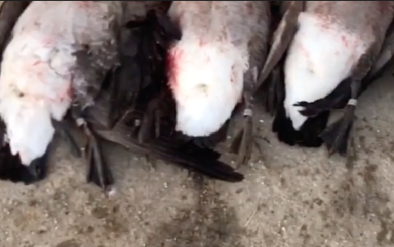 One Group of 6 Geese. 3 Hunters. 3 Limits.  6 Bands.  Thats the story I got :)