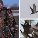 waterfowl small montage 2.fw