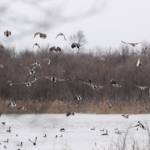 waterfowl small montage middle big pic.fw