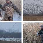 waterfowl small montage 1