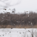 Land for Sale LandCo Farmland for Sale 2019-07-17 at 10.46.11 AM