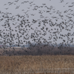 Land for Sale LandCo Farmland for Sale 2019-07-17 at 10.46.53 AM