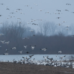 Land for Sale LandCo Farmland for Sale 2019-07-17 at 10.47.56 AM