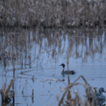 Land for Sale LandCo Farmland for Sale 2019-07-17 at 10.50.14 AM