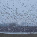 Land for Sale LandCo Farmland for Sale 2019-07-17 at 10.38.12 AM