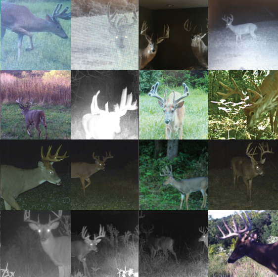 Land for Sale LandCo Farmland for Sale 2019-07-16 at 8.04.32 PM